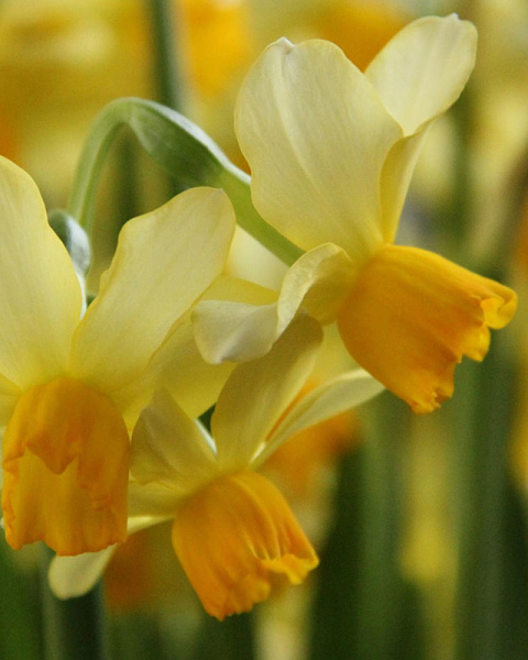 Narcis species Eaton Song